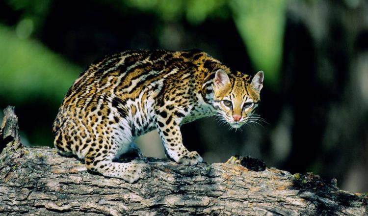 ¡Uno más! Muere ocelote atropellado en carretera de Quintana Roo