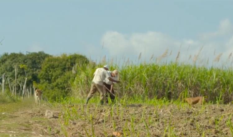 Tabasco con 63 mil hectáreas para plantaciones forestales comerciales: especialistas