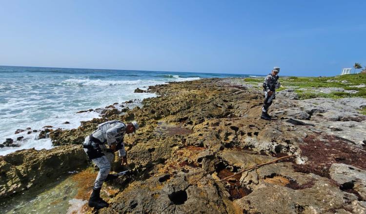 Encuentran cocaína entre sargazo en playa de QR