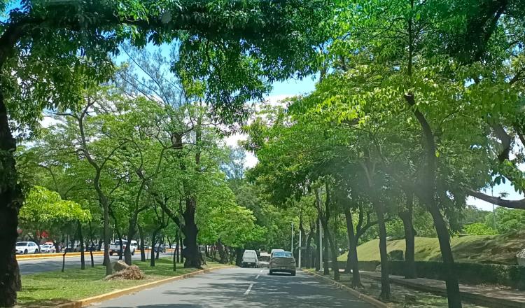 Poda de árboles en Centro contempla 723 especies, principalmente macuilíes 