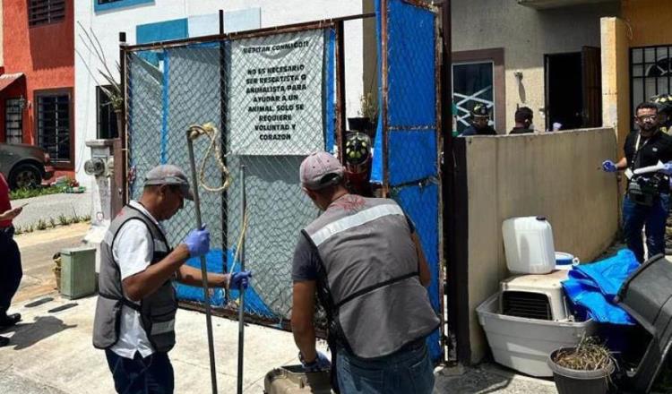 Hallan 9 perros muertos y 5 con desnutrición en presunto refugio en Cancún, QR