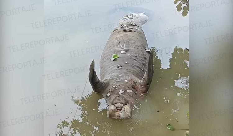 Localizan otros dos manatíes muertos en Macuspana