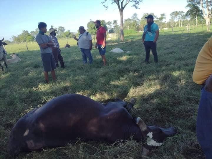 Intoxicados y ganado muerto deja fuga de gas en Comalcalco