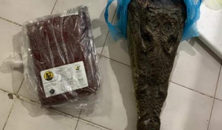 Aseguran cabeza de cocodrilo y carne de búfalo en la Feria de la Torta en CDMX