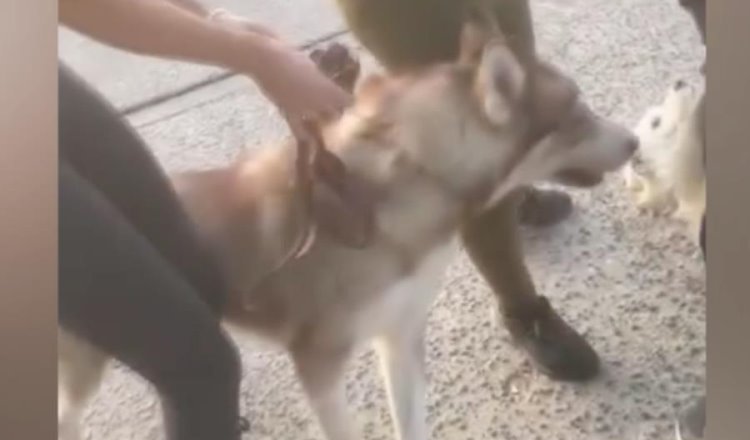 Mujer permite que su perro mate a otro en la calle en Jalisco