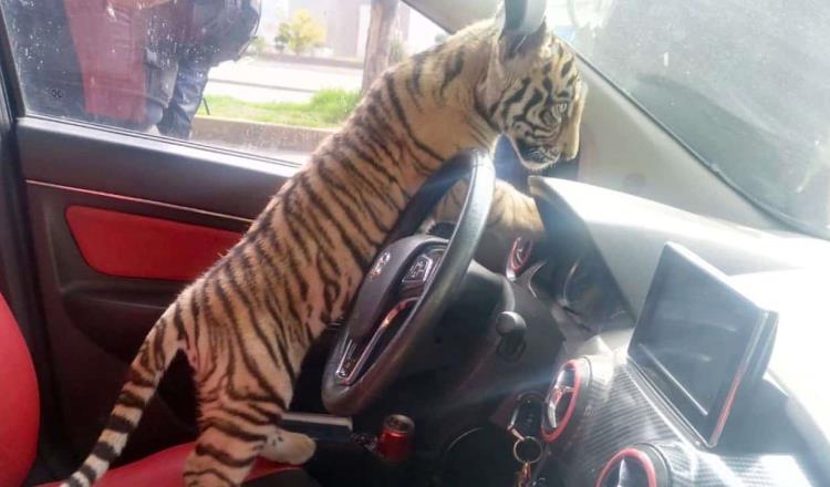 Detienen a joven que paseaba tigre de bengala en calles de ´Neza´, en Edomex