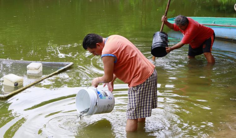 Siembra Centro 150 mil crías de mojarra tilapia en laguna La Majahua