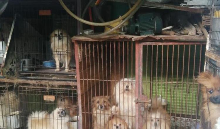 Desmantelan criadero clandestino y rescatan a 31 perritos en Edomex