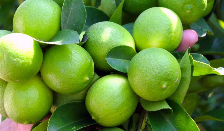 Venden limón en México hasta en 60 pesos el kilo; inseguridad y extorsión impactan costo