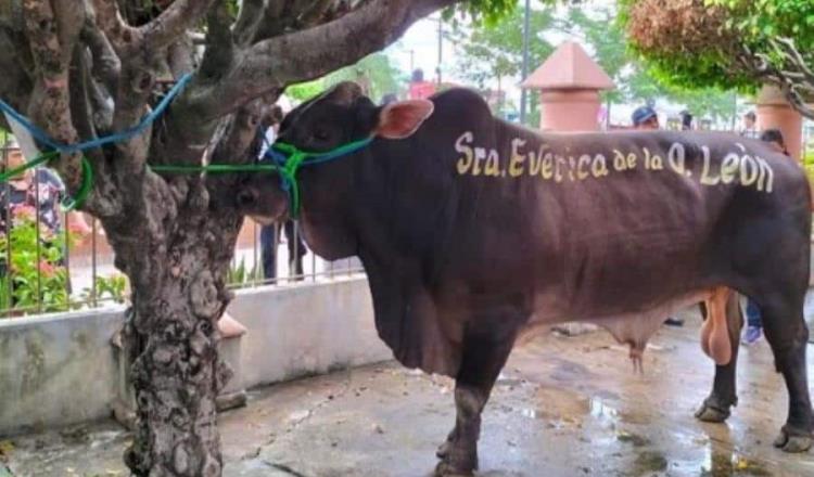 Familia Lainez dona novillona en enrama de la Virgen de los Remedios en Nacajuca