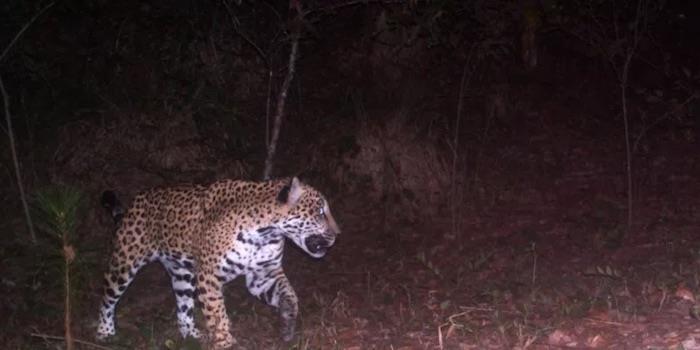 Captan jaguar cerca del Tramo 5 del Tren Maya en Quintana Roo