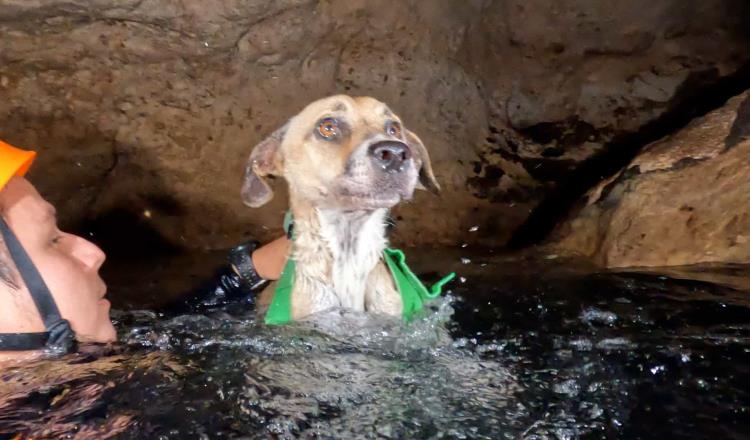 Rescatan a perrita atrapada en cenote de Yucatán desde hace 4 días