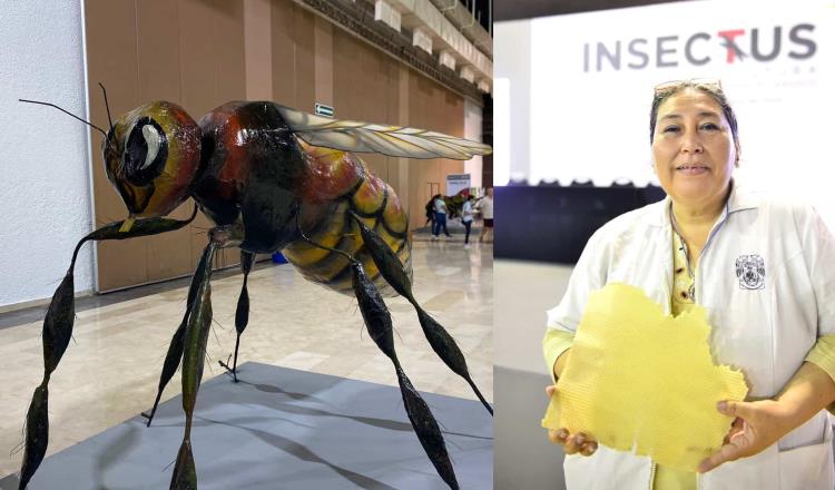 Destaca investigadora de la UJAT importancia de las abejas para la sostenibilidad ambiental y alimentaria