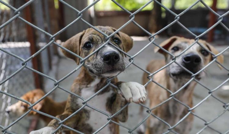 En 2023 se registraron más de 40 casos de maltrato animal en Tabasco, la mayoría como denuncia en redes: Moheno