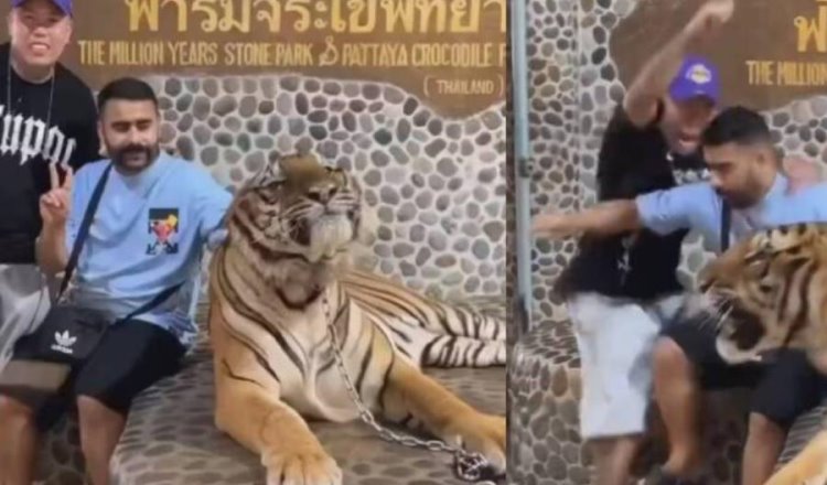 ¡Les gana el miedo! Turistas huyen tras rugido de tigre con el que se fotografiaban