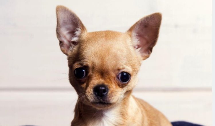 ¡Chihuahuas se apoderan de Villahermosa! Invitan a reunión de perritos a favor de refugio