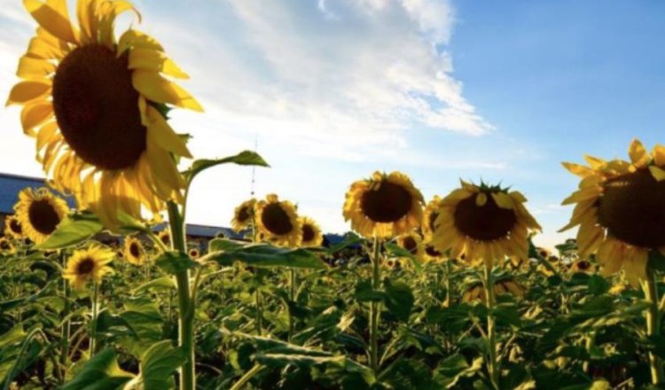 Regresa el Santuario de los Girasoles en Balancán para 2024: AMAV