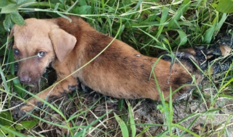 Rescatan a perritos pegados con posible emulsión asfáltica en Jalpa