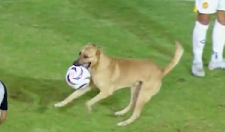 ¡Cómo todo un crack! Perrito invade campo en liga de expansión, roba el balón y nadie lo podía parar