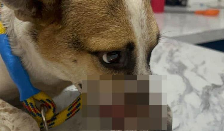 Cuerda arranca parte de hocico de perrita en Boquerón