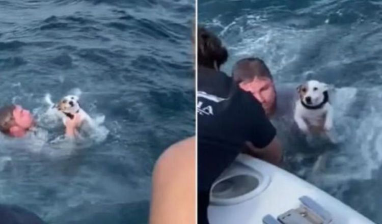 Rescate en alta mar, grupo de amigos salva a perrito que nadaba en medio del océano