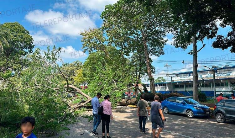 Cae árbol en velódromo de Deportiva y afecta circulación