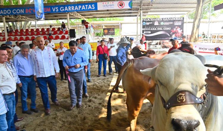 Proyectan mejorar el hato ganadero de Tabasco con laboratorio de la UJAT