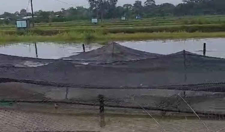 150 toneladas de tilapia se pierden en granja por desbordamiento de La Sierra en Jalapa