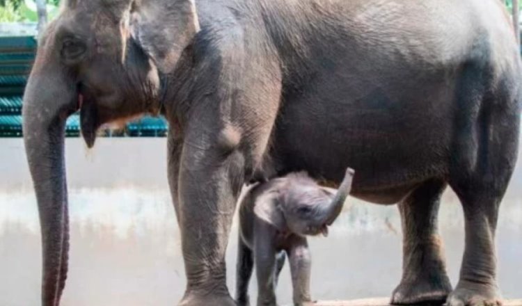 Nace cría de elefante de Sumatra en Parque Nacional de Indonesia, especie en extinción