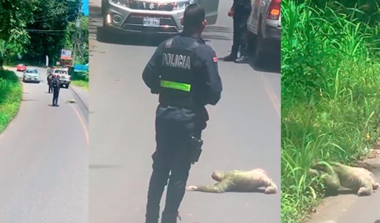 Policía de Costa Rica detiene tráfico para permitir que perezoso cruce la carretera