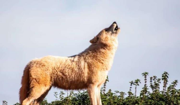 Lobo que fue adoptado como mascota por una familia de Alabama, atacó a su bebé de tres meses