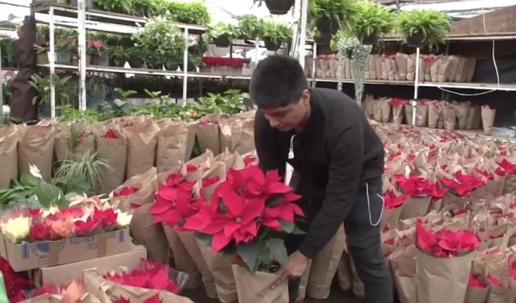 Garantizado abasto de Nochebuena con 20.1 millones de plantas para esta temporada