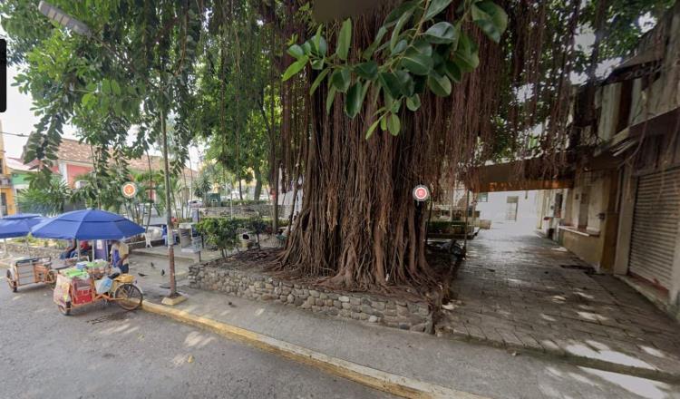 Hoy podan árbol de 25 metros del parque Los Pajaritos