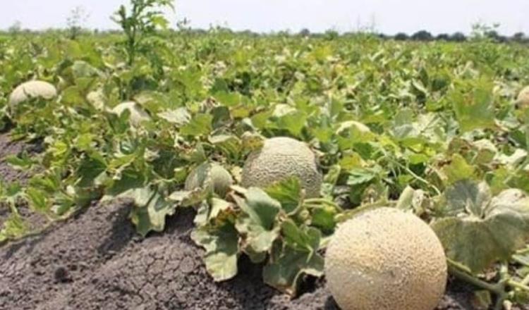 Sube a 6 los muertos por consumo melones mexicanos contaminados con salmonella en Canadá