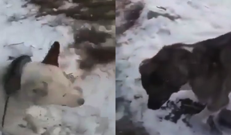 Animales se congelan tras bajas temperaturas en Rusia