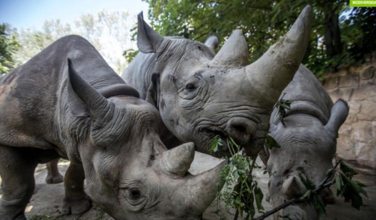 Rinoceronte negro de África en peligro de extinción