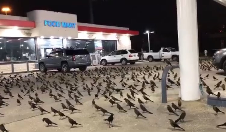 Cientos de pájaros negros invaden estacionamiento de supermercado de Texas