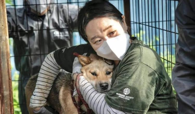 Prohíbe Corea del Sur venta de carne de perro