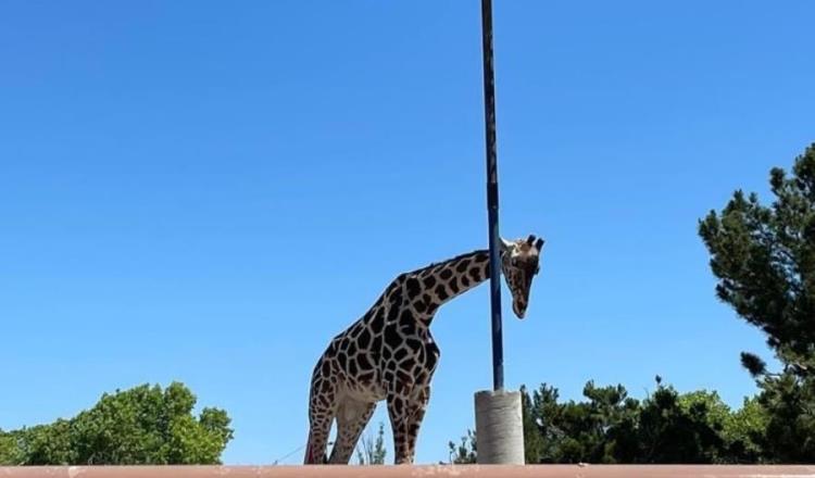 Enviarán a jirafa ´Benito´, que sufría presunto maltrato en Chihuahua, a Africam Safari en Puebla