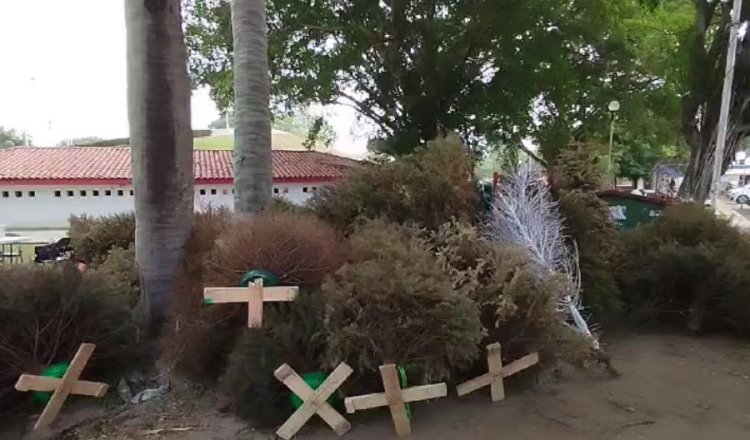 Esperan recolectar mil árboles durante "Reciclatón de Pinos Naturales"