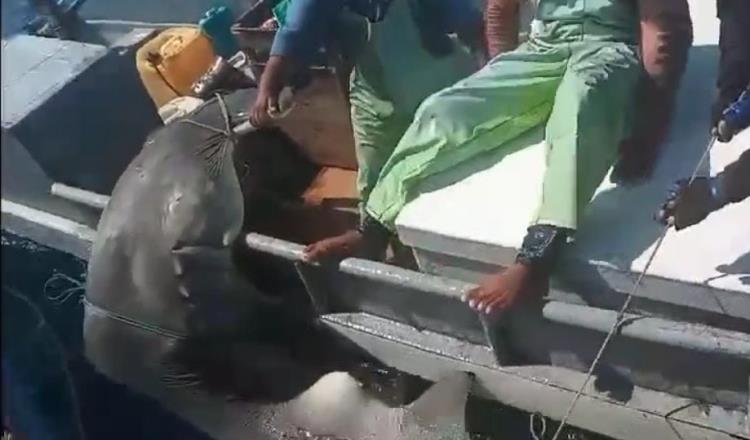 Pescadores capturan a otro tiburón martillo en Paraíso 