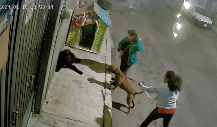 Par de mujeres incitan a pitbull a atacar a perros callejeros en CDMX