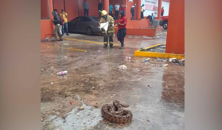 Capturan boa en estacionamiento de comercio en Villahermosa