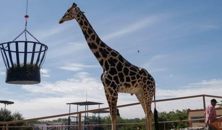 Sale ´Benito´ de cuarentena y convive con otras especies en Africam Safari