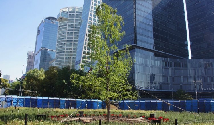 Más verde que nunca, presume Batres ahuehuete en Paseo de la Reforma