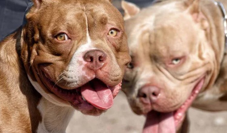 Defensora de animales muere tras ser atacada por sus propios perros pitbull en Nicaragua