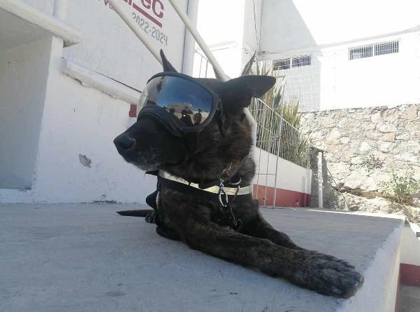 Unidad Canina de Ecatepec jubila a "Rigoberto" tras cinco años de servicio