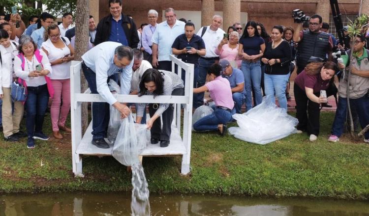 Siembran 6 mil peces y 20 pejelagartos en laguna de La Pólvora