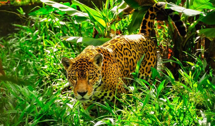 Alista Semarnat Tercer Censo Nacional del Jaguar para estimar población de esta especie