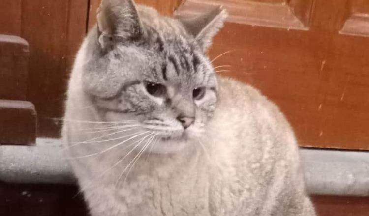 Muere ´Zeus´, gatito que vivía en Palacio Nacional